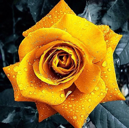 Semillas Golden Rose