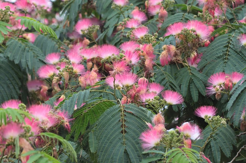Semillas De Acacia De Constatinopla Albizzia Julibrissin