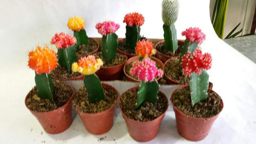 Cactus Injertados Colores Fluoresentes
