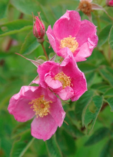 10 Semillas De Rosa Woodsii - Flor, Rosales, Rosedal Cod 529