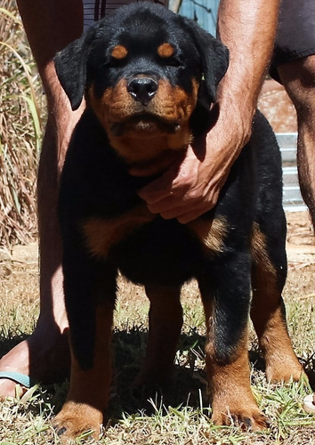 Rottweiler Canil N1 Df Filhotes Alto Padrão Entrega Imediata