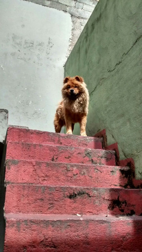 Cachorra Show Show Femia