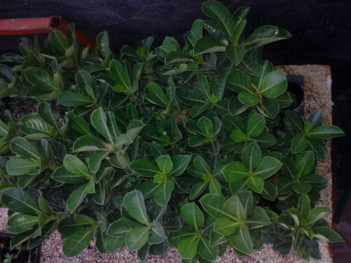 Imagen 3 de 3 de 10 Plantas De Rosa Del Desierto