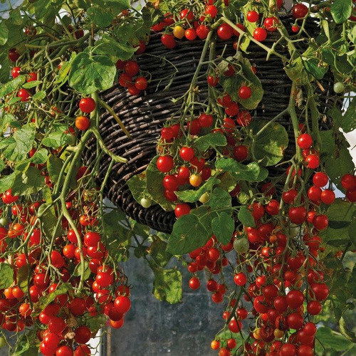 Tomate Cereja Vermelho Samambaia  20 Sementes Para Mudas