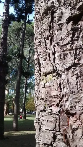 80 Semillas Araucaria Angustifolia. Pino Paraná Cosecha 5/19