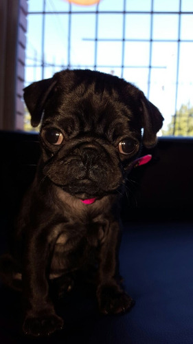 Pug Carlino