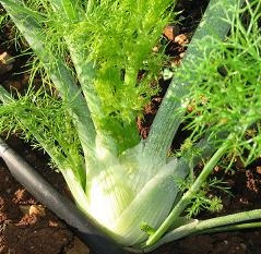 100 Gr. Semillas De Foeniculum Vulgare - Hinojo Codigo 208