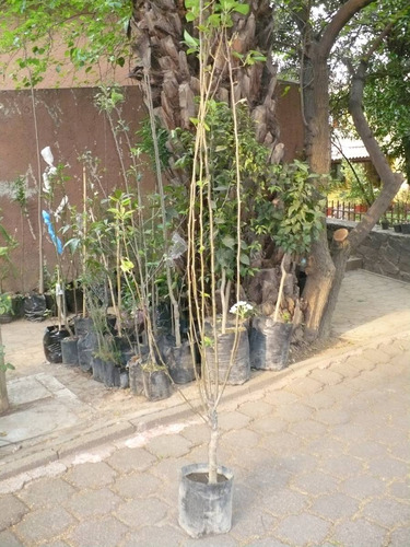 Imagen 2 de 5 de Frutales.peras:variedades Bosc, Barlett Y Pera De Agua