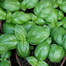 1 Lb Semillas Ocimum Basilicum Albahaca Italian Large 200-a