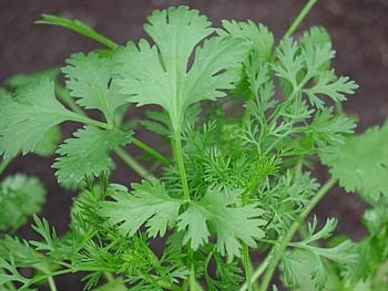 300 Semillas De Cilantro Marroqui - Coriandum Sativum C. 210