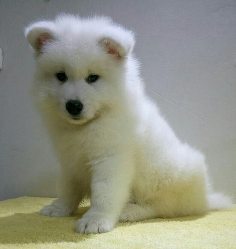 Hermosos Cachorros Samoyedo