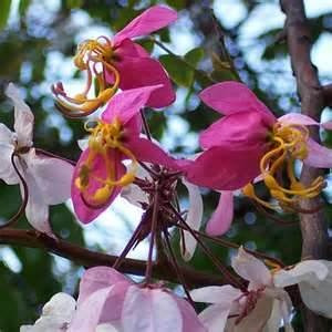 10 Semillas De Casia De Java - Cassia Javanica Codigo 802