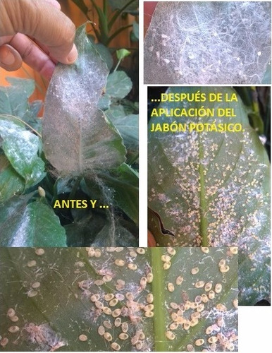 Imagen 6 de 9 de Jabón Potásico, Aceite De Neem, Atomizador Y Peatmos-perlita