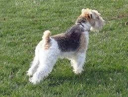 Cachorros Fox Terrier Wire Hair ( Pelo Duro)