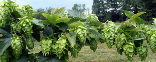 Imagem 2 de 6 de 20 Sementes De Lúpulo - Humulus Lupulus -trepadeira Cerveja