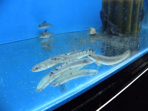 Pez Dragón Bichir Polypterus Delhezi - Peces Tropicales