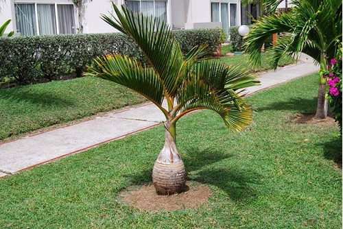 Semillas De Palmera Botella - Hyophorbe