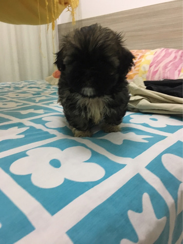 Filhote Shih Tzu