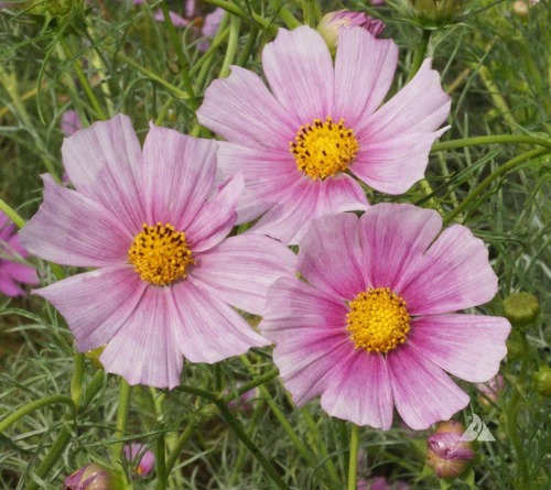 Imagem 6 de 6 de Cosmos Daydream - Flor - Flores - Sementes Para Mudas