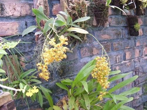 Orquidea Oncidium Fimbriatum (Usado)