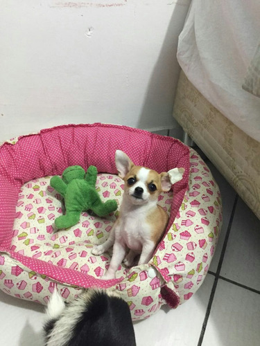 Chihuahua Fêmea Pelo Curto