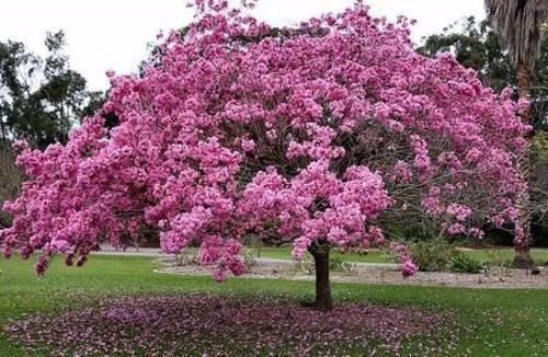 Arbol Lapacho Rosado Planta De 150/180cm Envio Plantacion