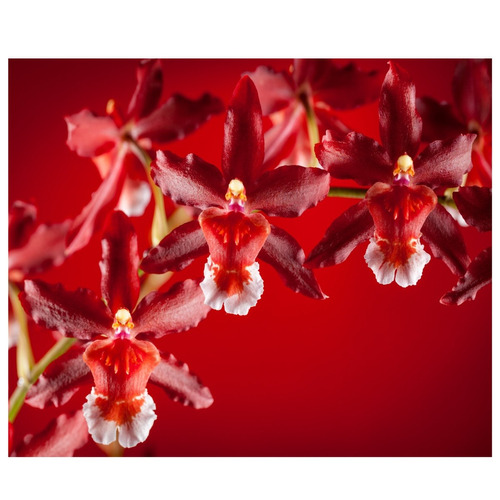 Papel De Parede Flores Fosco Vermelho Orquidea Flor M39