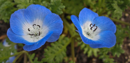 Nemophila Menziesii Baby Blue Eyes Flor Sementes Para Mudas
