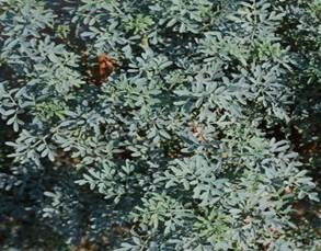 Arruda Ruta Graveolens L 100 Gr Erva Seca Para Chá