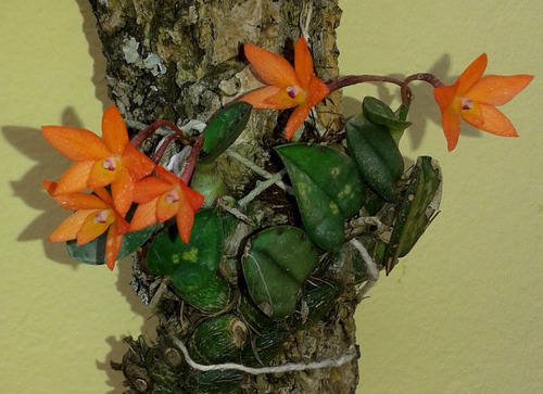 Sophronitis Cernua Adulta