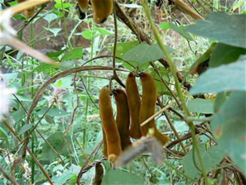 Mucuna Pruriens