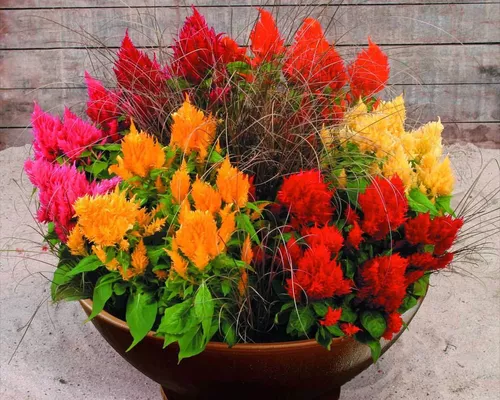 Rabo De Galo Mix Celosia Plumosa Flor Sementes Para Mudas