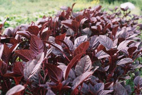 Imagem 6 de 8 de Combo Sementes Amaranto Hopi Red Dye + Love Lies Bleeding