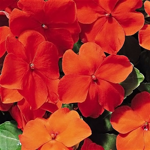 Imagem 4 de 6 de Maria Sem Vergonha Laranja Impatiens Baby Orange Sementes