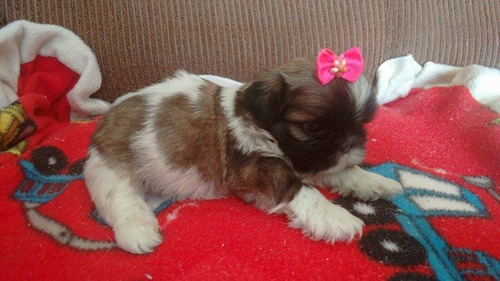 Shih Tzu Fêmea Micro