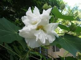 Imagem 4 de 6 de 1 Muda De Hibisco Mutabilis - Rosa Louca Exótica - 35 Cm !!!