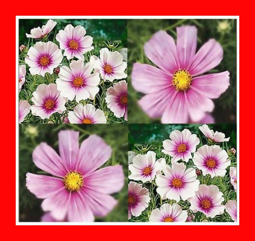 Imagem 2 de 6 de Cosmos Daydream - Flor - Flores - Sementes Para Mudas