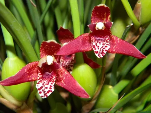 Venta De Orquídeas, Maxilaria Teneufolia (orquídea Coco)