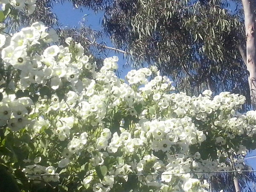 Ipomoea Manto Branco Rivea Turbina Corymbosa Flor Sementes