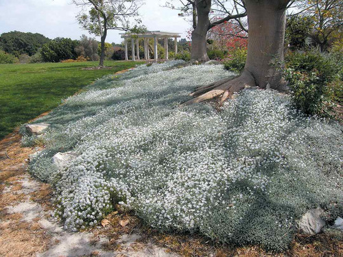 Neve No Verão Cerastium Flor Sementes Para Mudas