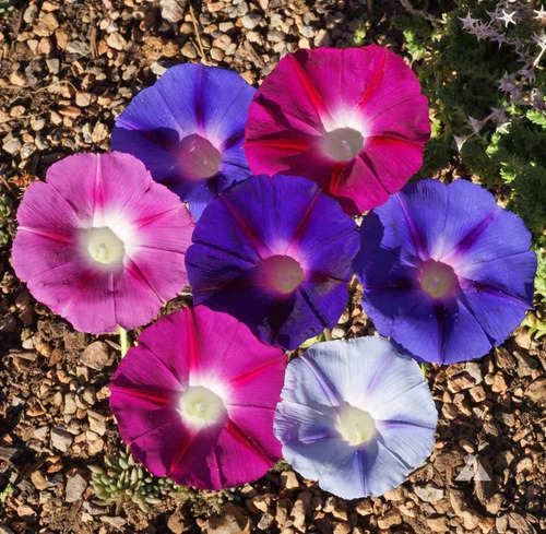 Ipomoea Mix Glória Da Manha Sementes Flor Para Mudas