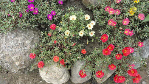 1200 Sementes Flor Onze Horas +pronta Entrega Frete Gratis