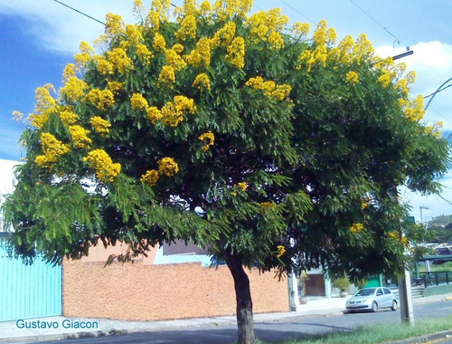 Sementes De Cássia Do Nordeste Macrantera Senna Spectabilis