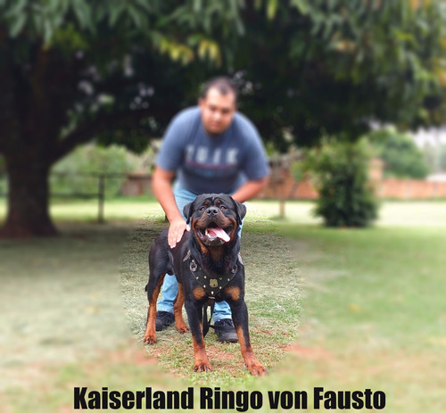 Filhotes De Rottweiler - Linhagem De Campeões (machos)