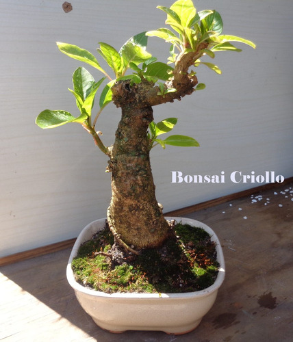 Bonsai De Ombú En Bonsai Criollo De Lomas De Zamora