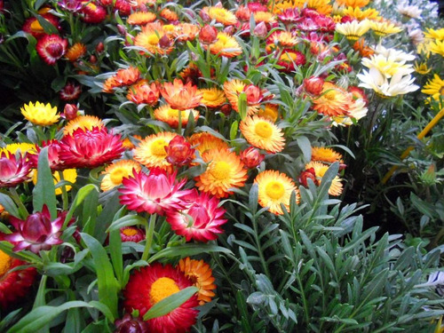 100 Semillas De Siempreviva Doble Flor De Papel Inmortal