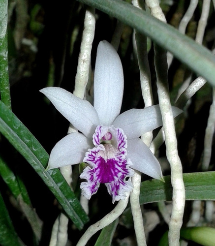 Laelia Lundii - Corte Adulto