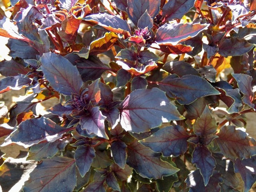 10 Gramos Semillas Albahaca Purpura - Ocimum Basilicum 200-