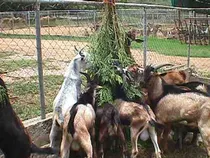 Comprar Cabras Ganado Caprino Crianza Y Manejo