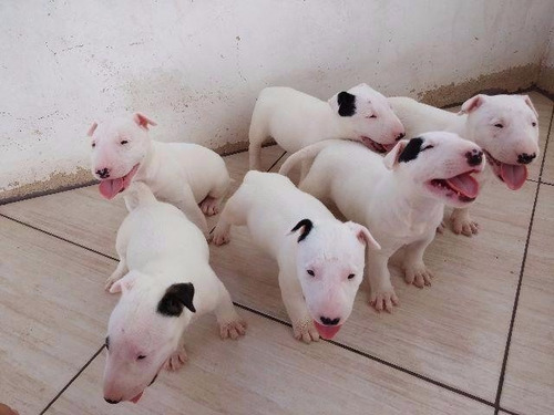 Bull Terrier Inglês